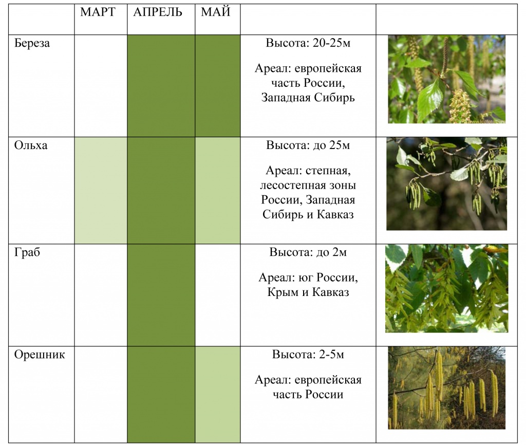 Когда начали распускаться листья орешника. Этапы цветения березы. Стадиицвеьения березы. Фазы цветения березы. Цветение деревьев аллергия.